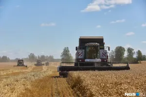 Урожай зерна в Кузбассе оказался на 135 тысяч тонн меньше прошлогоднего